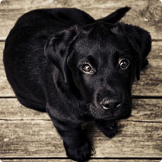 Boda en el Palacio de Linares, Madrid